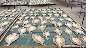 海魚、魚肉烘干機干燥魚干