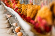 孵化和養雞場的理想溫度和濕度的最佳衡量標準